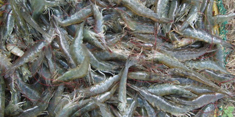 天气频繁变化威胁广西北海合浦中造虾养殖